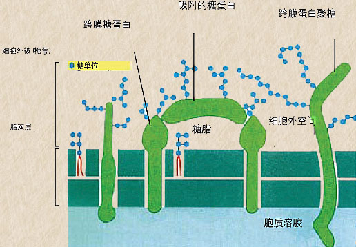 圖片關(guān)鍵詞